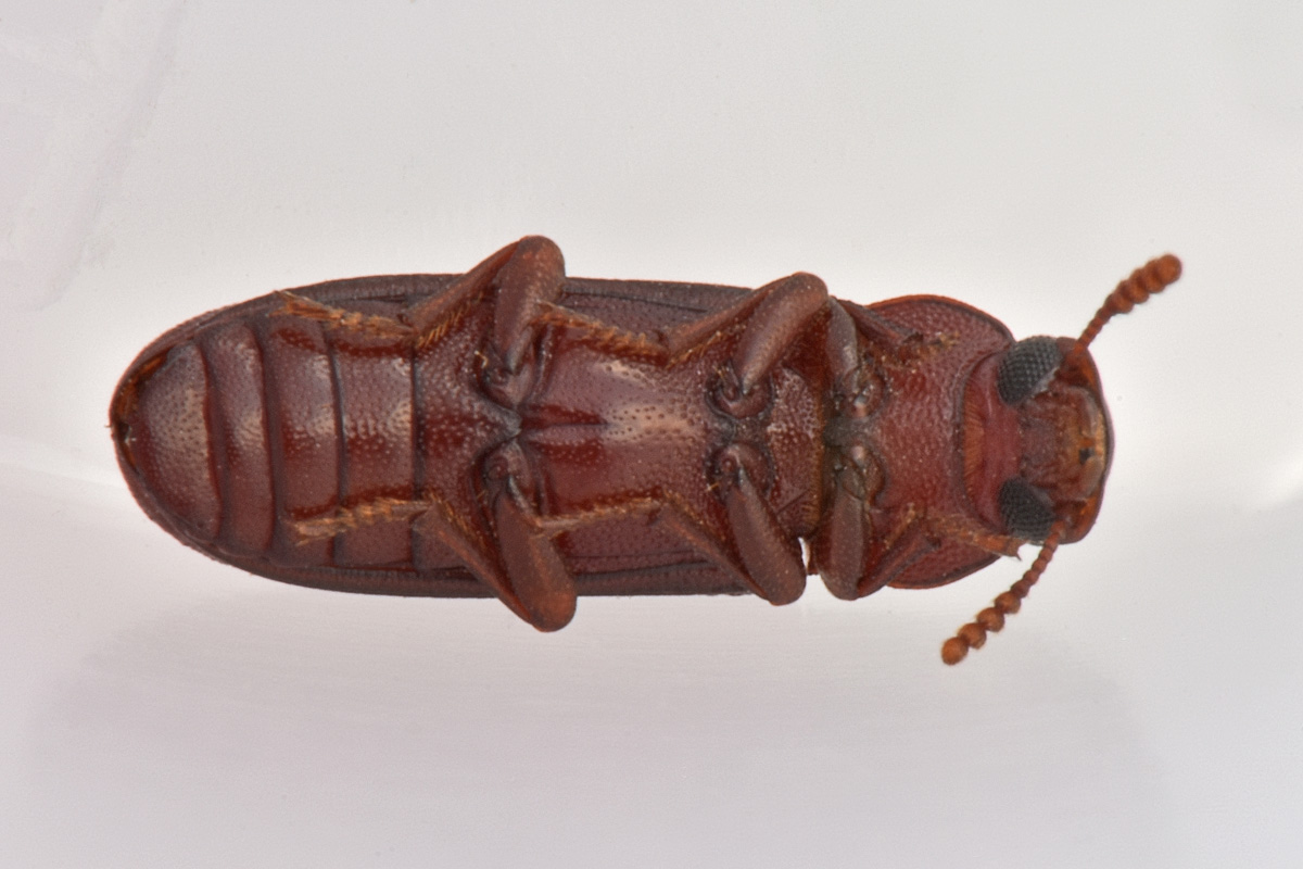 Tenebrionidae: Lyphia tetraphylla